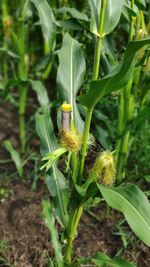 Close-up of insect on plant