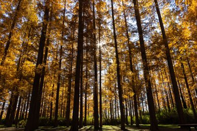 Trees in forest
