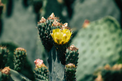 Close-up of yellow cactus flower