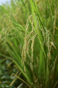 Close-up of crops growing on tree