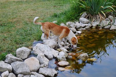 Dog on rock by water