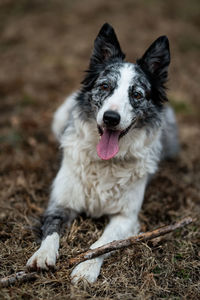 Portrait of dog sitting on field