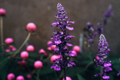 Close-up of pink flowering plant