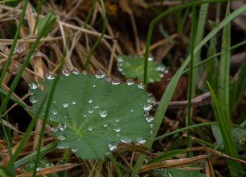 Close-up of wet grass