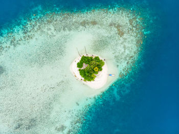 High angle view of coral in swimming pool