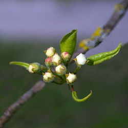 Close-up of flowering plant