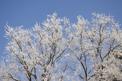 Low angle view of cherry blossom tree