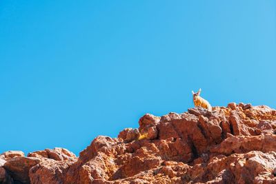 Low angle view of rabbit on rock against clear blue sky