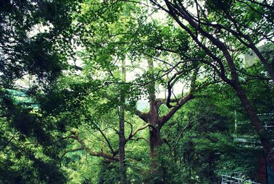 Trees in forest