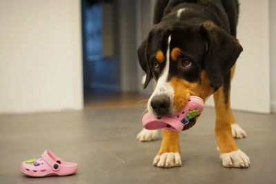 Close-up of dog looking away while sitting on floor at home