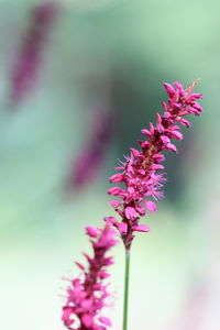 Close-up of pink flowering plant