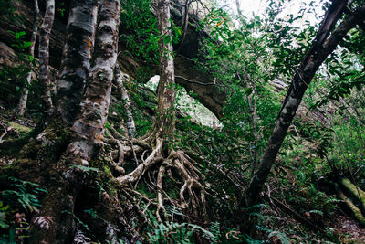 Low angle view of trees in forest