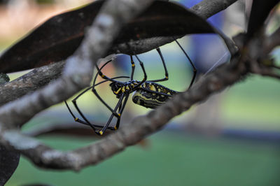Close-up of insect on branch