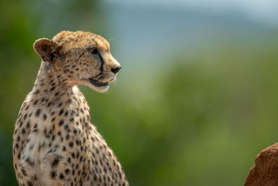 Close-up of cheetah sitting on termite mound