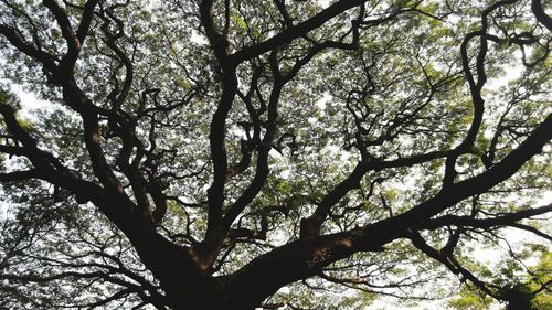 Low angle view of tree