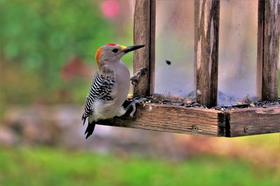 Close-up of bird perching on wood