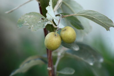 Close-up of fruit growing on tree