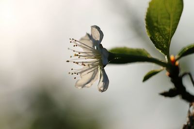 Close-up of flowers on plant