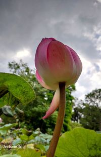 Close-up of pink lotus water lily against sky