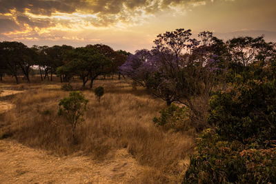 Trees on field against sky during sunset