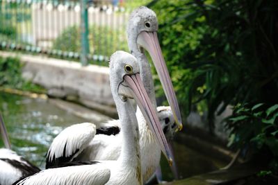 Close-up of swan