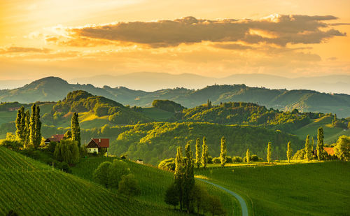 South styria vineyards landscape, near gamlitz, austria, europe. grape hills view from wine road 
