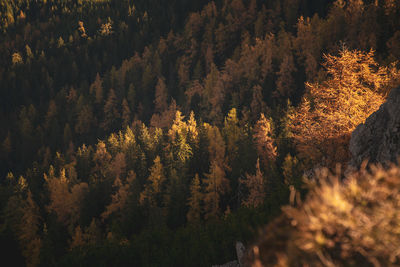 High angle view of trees in forest during autumn