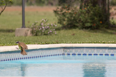 View of bird swimming pool