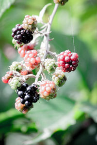 Close-up of berries growing on plant