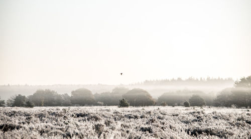 Scenic view of field against clear sky during winter