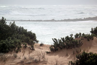 Scenic view of beach