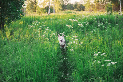 View of a dog on field