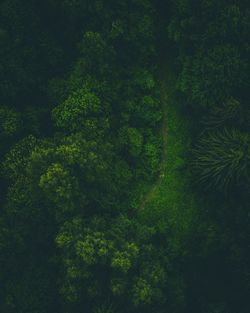 High angle view of trees in forest