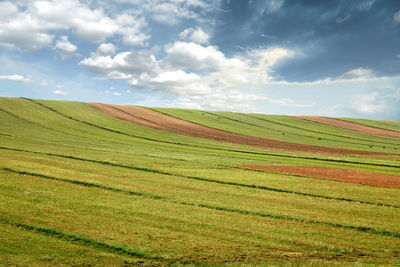 Scenic view of agricultural field against sky