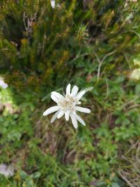 Close-up of white flowering plant on field