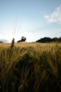 Low angle view of wheat field