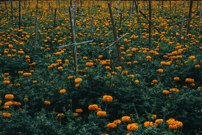 Yellow flowering plants on field