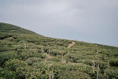 Scenic view of landscape against sky