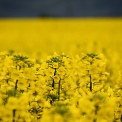 Scenic view of oilseed rape field