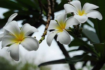 Close-up of white frangipani flowers blooming on tree