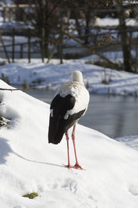 Bird perching on snow