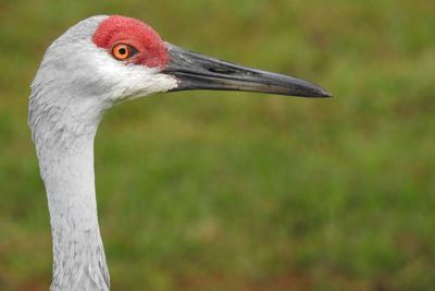 Close-up of a bird looking away