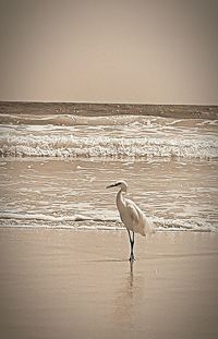 Silhouette of birds on beach