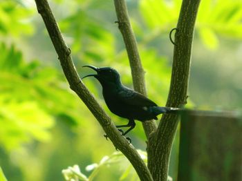 Bird perching on leaf