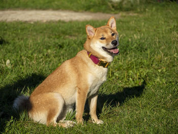 Dog running on grassy field