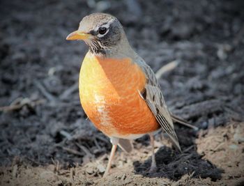 Close-up of bird perching on field