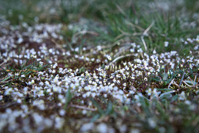 Close-up of frozen plants on land