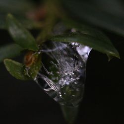 Close-up of water drops on flower