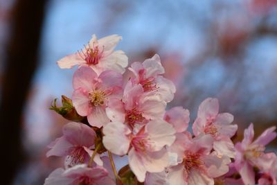 Close-up of pink cherry blossom
