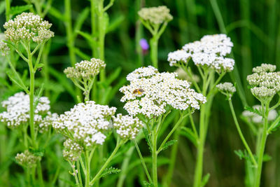 Small white flowers of achillea millefolium, known as yarrow or common yarrow in a spring garden